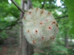 Callirhytis seminator