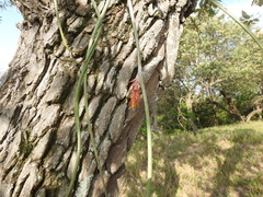 Acanthostachys strobilacea