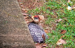 Melanerpes superciliaris