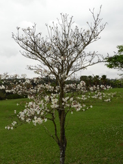 Tabebuia roseoalba