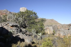 Widdringtonia wallichii