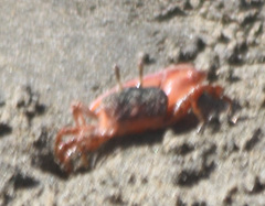 Leptuca stenodactylus