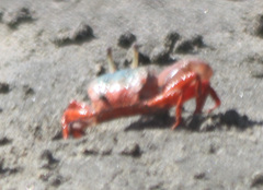 Leptuca stenodactylus