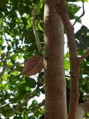 Kallima horsfieldii