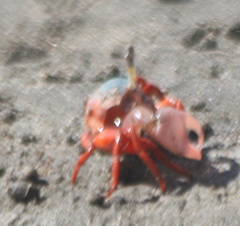 Leptuca stenodactylus