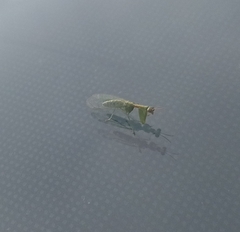 Zeugomantispa minuta