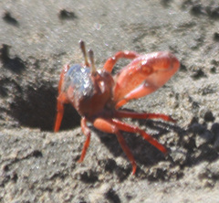 Leptuca stenodactylus