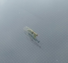 Zeugomantispa minuta