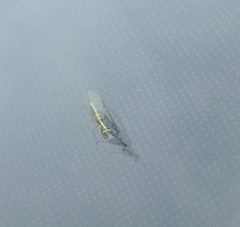 Zeugomantispa minuta