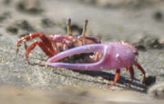 Leptuca stenodactylus