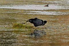 Fulica ardesiaca