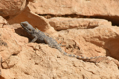 Laudakia vulgaris