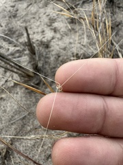 Aristida tuberculosa