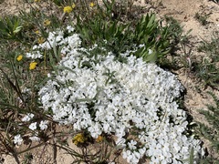 Phlox pulvinata