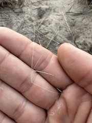 Aristida tuberculosa