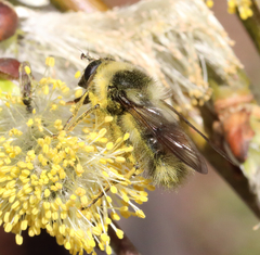 Criorhina