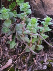 Crassula setulosa setulosa