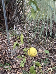 Citrus × pyriformis