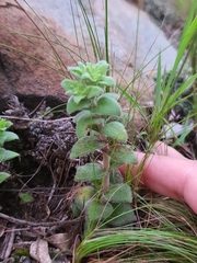 Crassula setulosa setulosa
