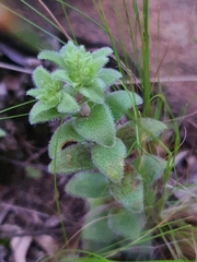 Crassula setulosa setulosa