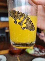 Pantherodes pardalaria