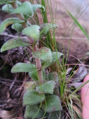Crassula setulosa setulosa