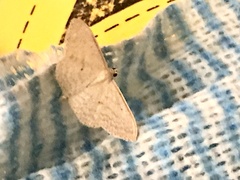 Scopula optivata