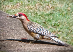 Melanerpes superciliaris