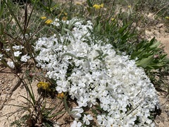 Phlox pulvinata