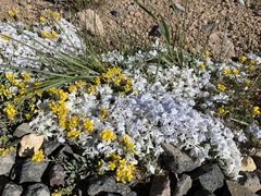 Phlox pulvinata