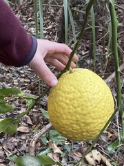 Citrus × pyriformis