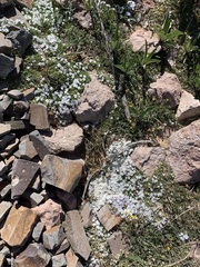 Phlox pulvinata