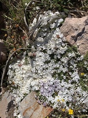 Phlox pulvinata