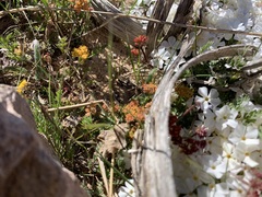 Phlox pulvinata