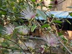 Capparis zeylanica