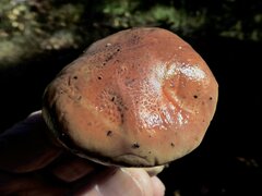 Cortinarius aureofulvus