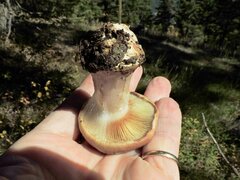 Cortinarius aureofulvus