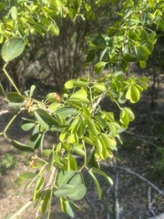 Pithecellobium dulce