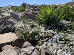 Phlox pulvinata