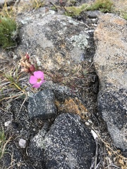 Chamaerhodos grandiflora