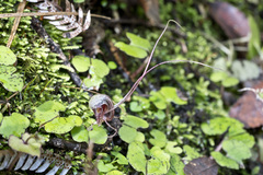 Corybas trilobus aggregate