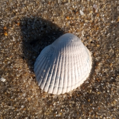 Lunarca ovalis