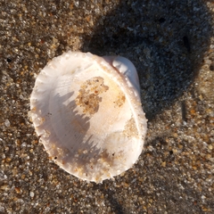 Lunarca ovalis