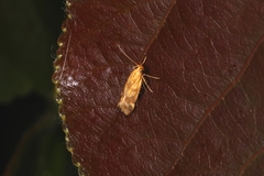 Mirificarma flavella