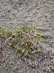 Euphorbia polygonifolia