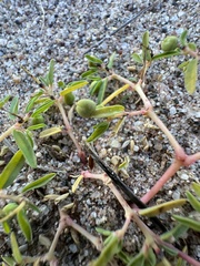 Euphorbia polygonifolia