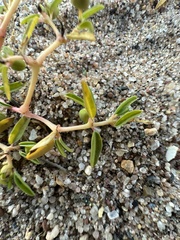 Euphorbia polygonifolia