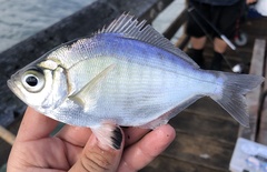 Hyperprosopon argenteum