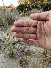 Aristida tuberculosa
