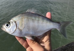 Hyperprosopon argenteum